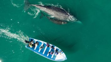 adventure women baja whale