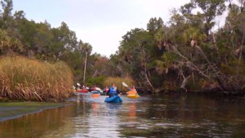 Adventures in good company_paddling-with-manatees
