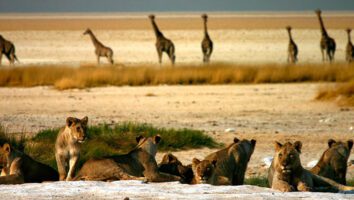 Namibia safari with womens travel club