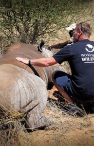 Working with wildlife south africa