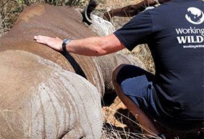 Working with wildlife south africa