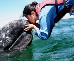 Meet the Friendly Gray Whales mof San Ignacio Lagoon