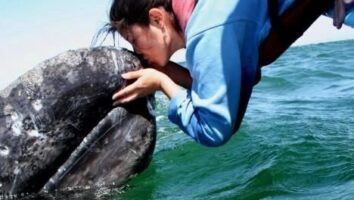 Meet the Friendly Gray Whales mof San Ignacio Lagoon
