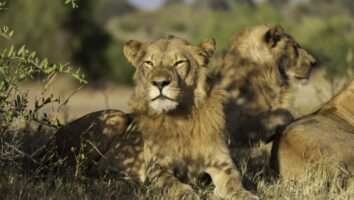 Zimbabwe- On Safari with the African Wildlife Foundation