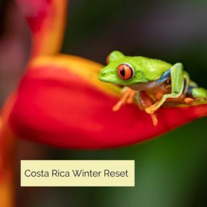 Frog on a flower - Bold Spirit - Costa Rica
