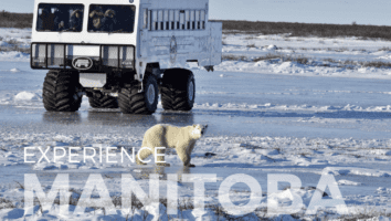Polar Bear Safari - Womens Trips Manitoba Canada