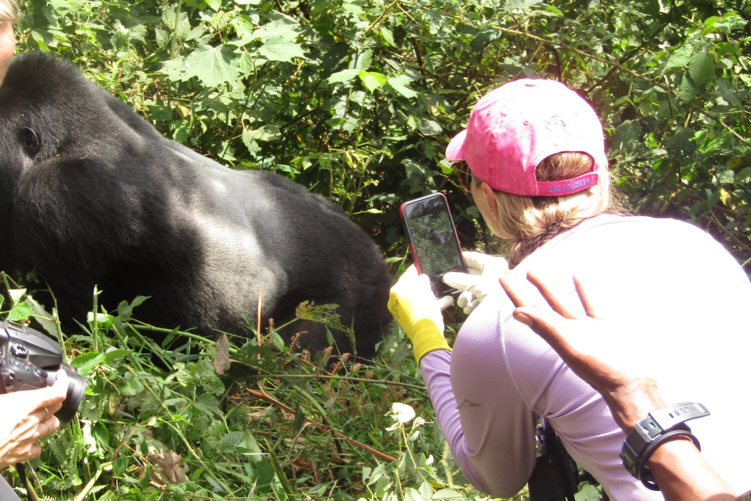 Photo of a woman standing close to a gorilla during a Mountain Gorilla Trekking experience, both surrounded by lush forest vegetation - 8 Days Bwindi and Queen Safari - Women Tour Uganda