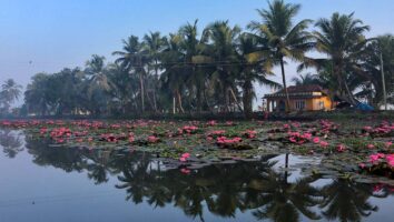 Flowers float on water with a house and palm trees in the background