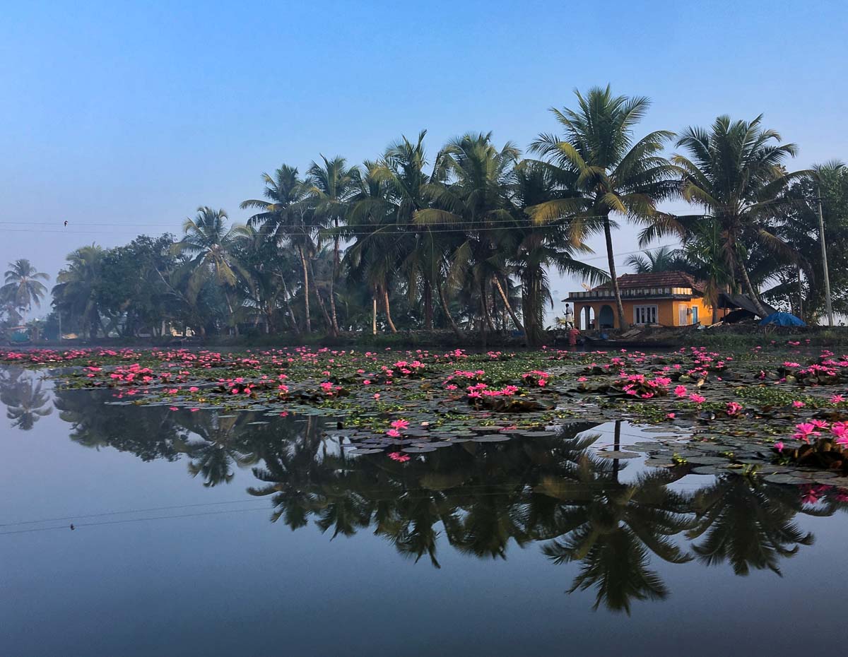 Flowers float on water with a house and palm trees in the background