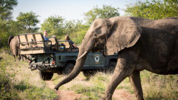 Elephant walks in the foreground while people watch from safari truck