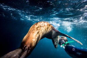 Sea lion and snorkler - Women over 50 tours Baja Mexico