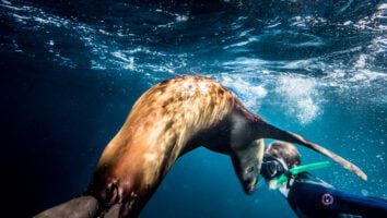 Sea lion and snorkler - Women over 50 tours Baja Mexico
