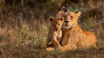 Mother lion with cub - Womens over 50 safari Tanzania