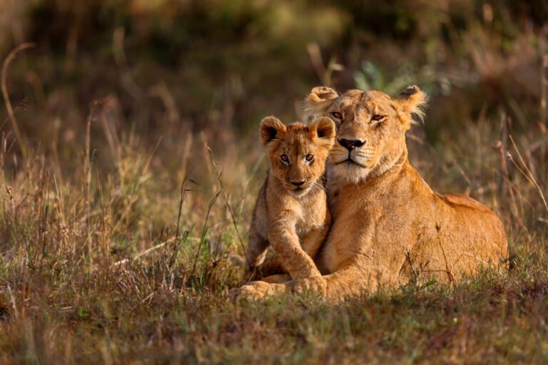 Tanzania: Serengeti Wildlife Safari