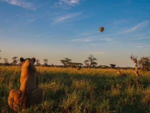 Lion on safari with hot air balloon in background - Sista Safari Company Ltd