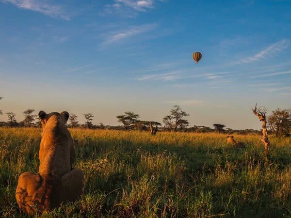 Lion on safari with hot air balloon in background - Sista Safari Company Ltd