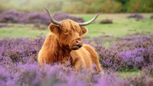 Highland cattle in Scotland - Trafalgar