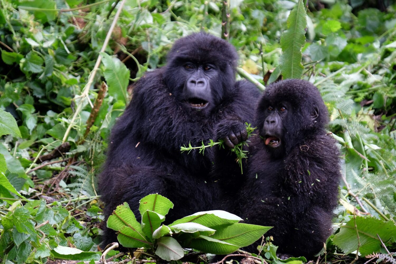 Rwanda Gorillas Uganda - Intrepid Travel