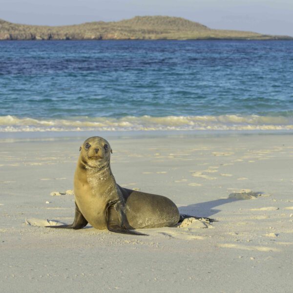 Juvenile Galapagos Sea Lion