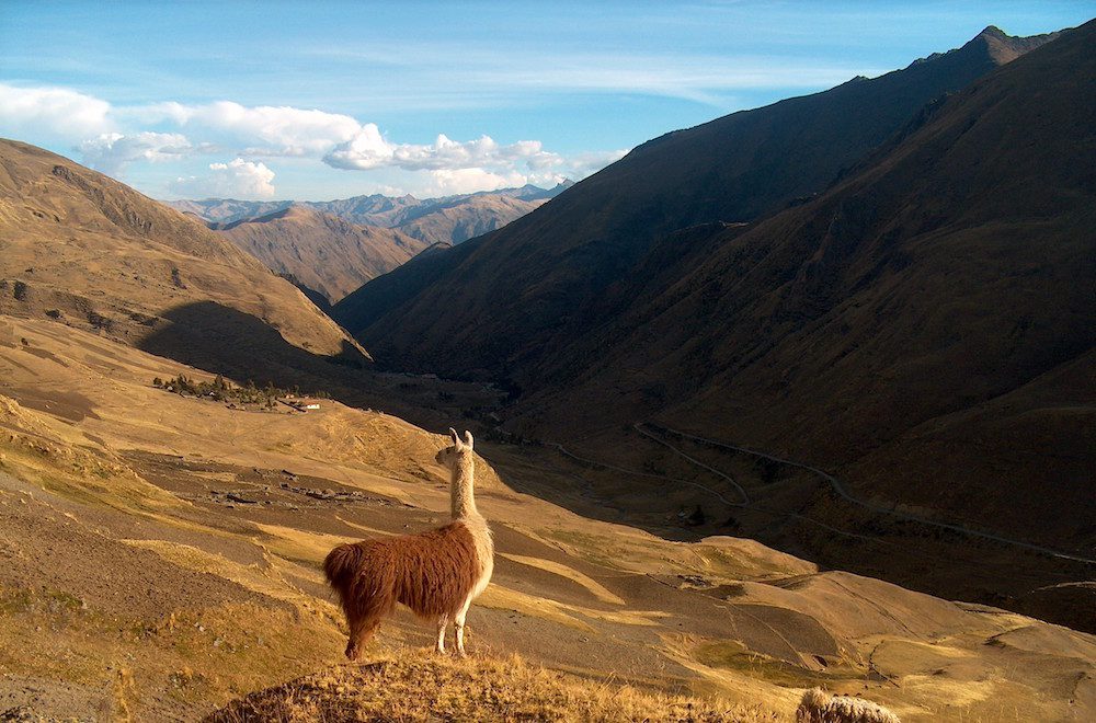 An alpaca stands in the foreground with mountains in the background—The Centre for Good Travel