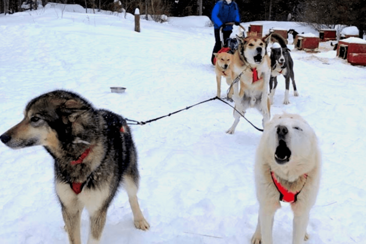 Dog sledding and winter fun - Adventures in Good Company