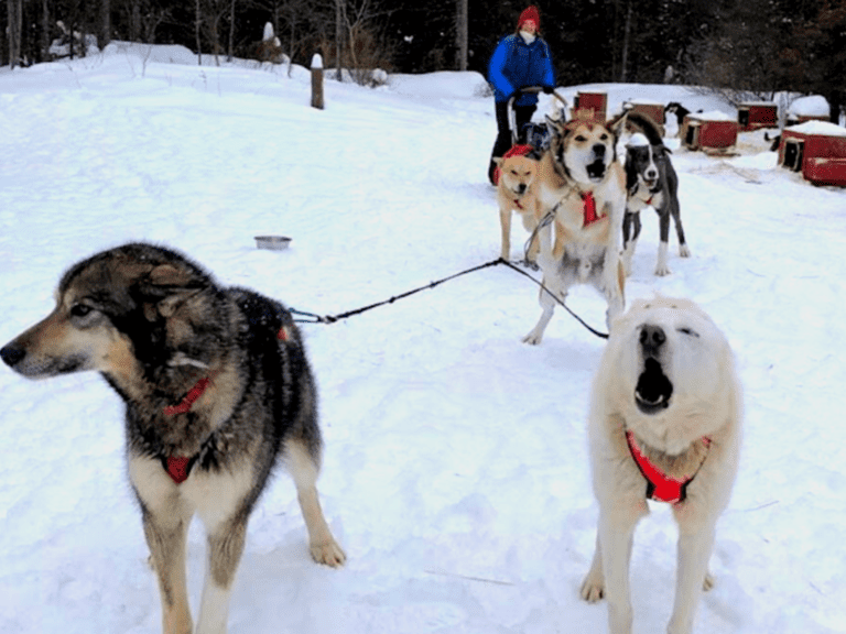 Dog Sledding and Winter Fun