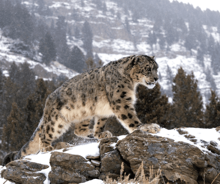 In Search of the Mountain Ghost – Snow Leopard Safari & Golden Eagle Festival