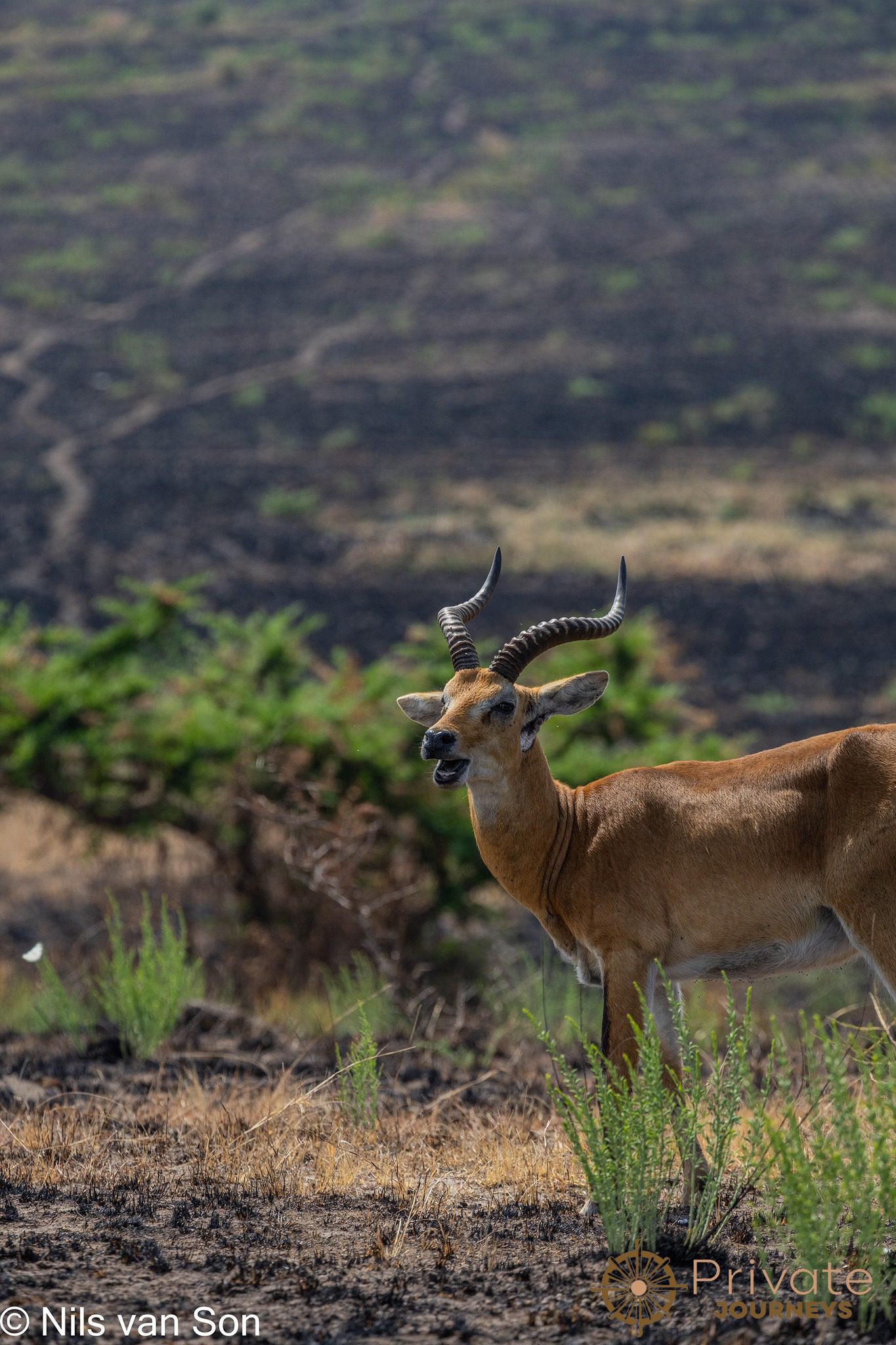 Private Journeys - safari Uganda