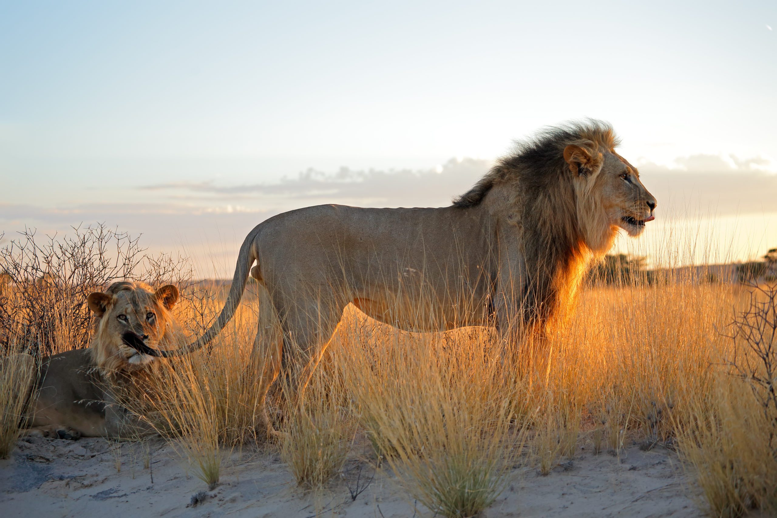 A male lion with full mane stands in the tall grass at sunset - South Africa Journeys with Purpose Conservation Blue Sky Society