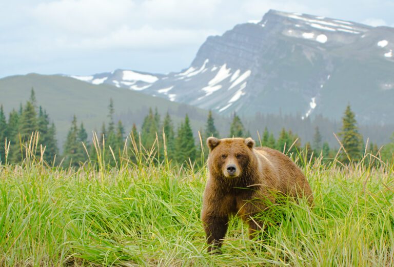 Alaska – Katmai/Kodiak Brown Bears