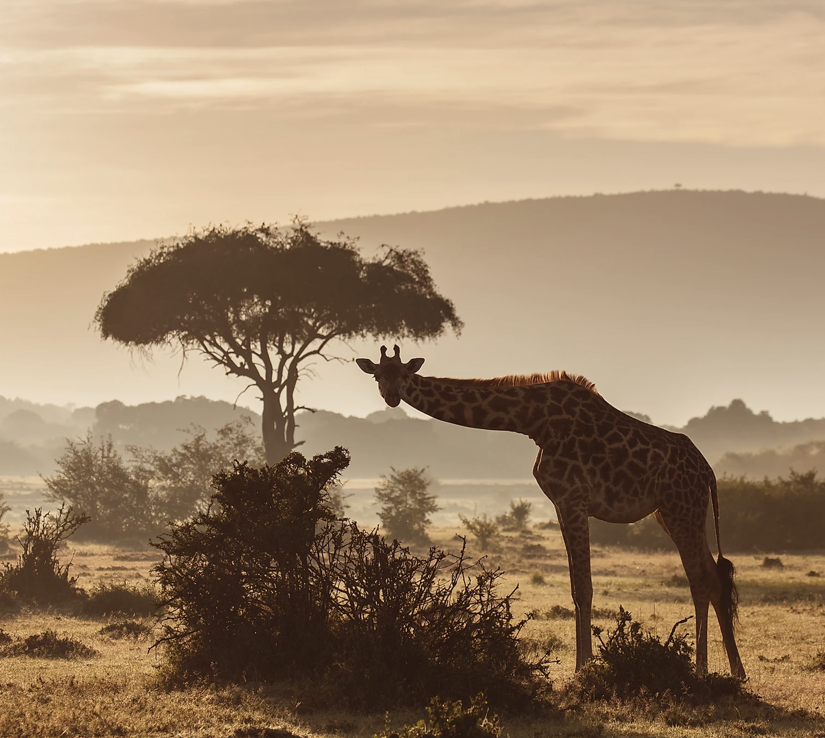 A giraffe dips its head to look at the camera to illustrate the SORORAL x Kenya adventure with SORORAL a women-friendly tour operator.