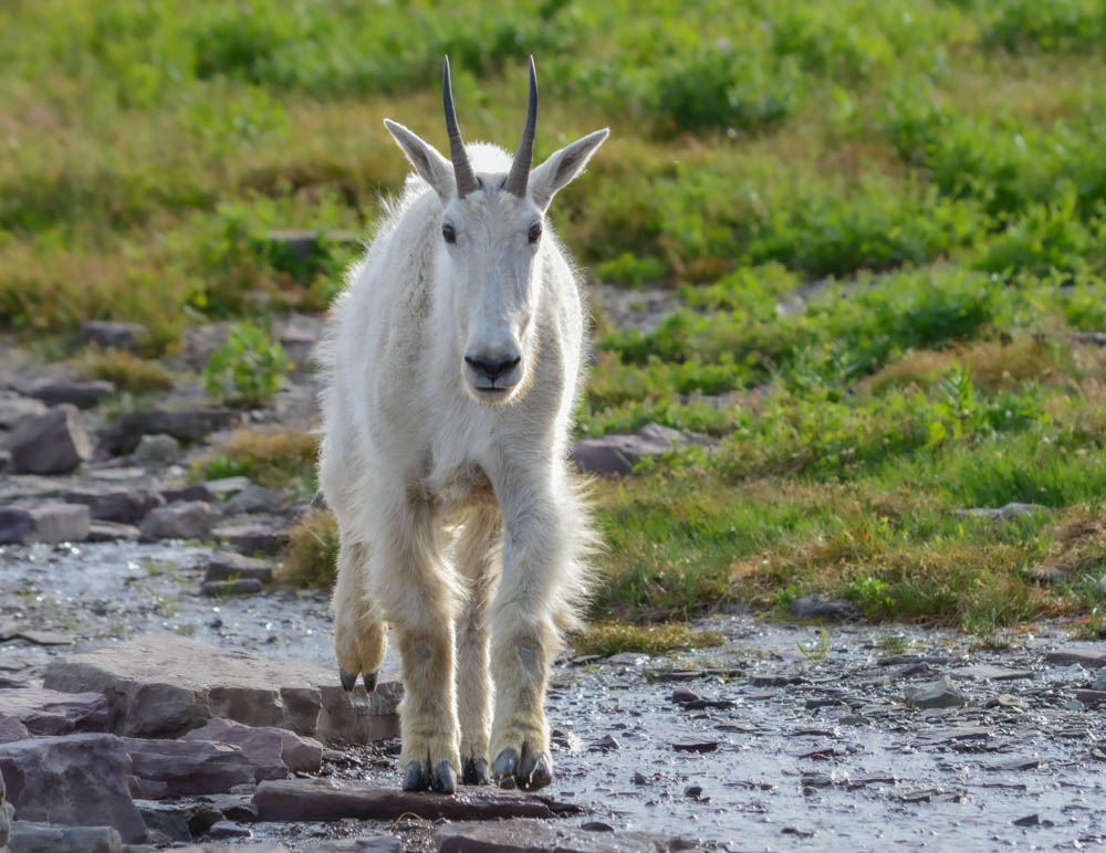 A white mountain goat with horns stands on a muddy path at Glacier National Park in Montana - Women in Wildlife Photography