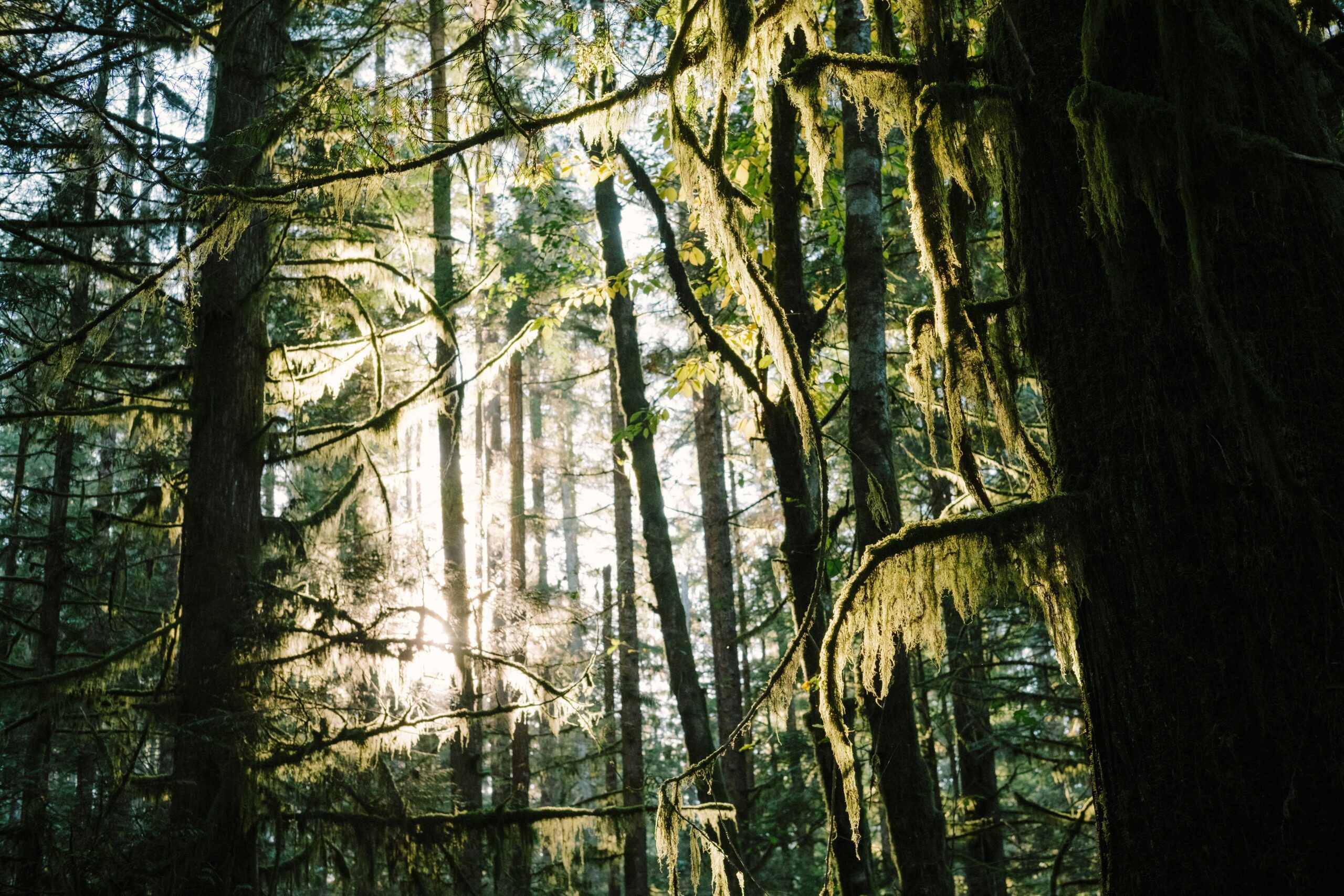 Sunlight filters through the redwood trees in Victoria, British Columbia - Vancouver Island Trail Running + Wellness Retreat Run Wild Retreats