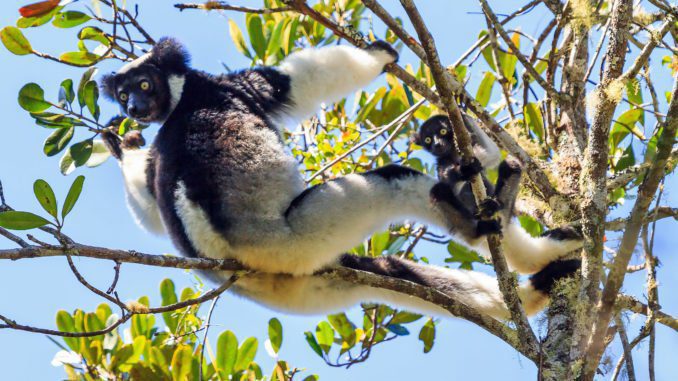 A lemur clings to the tree branches - Love Lemurs... Lets go to Madagascar Rupi the African Trotter