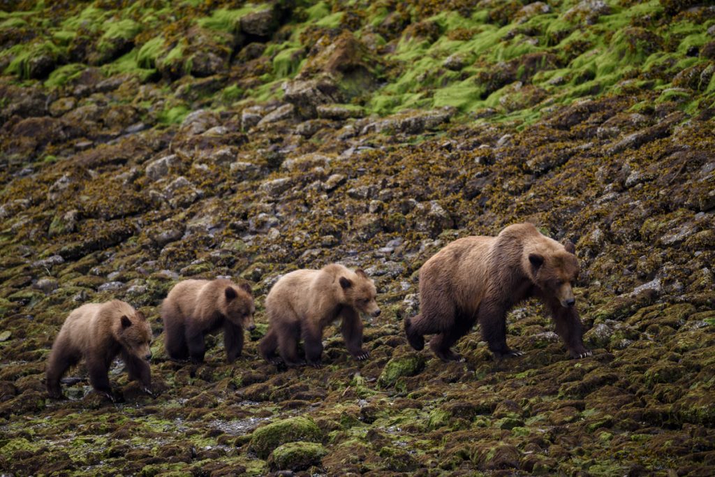 A mother brown bear leads three cubs across a valley - Rockies Essentials Eastbound - Canada Rail Trips