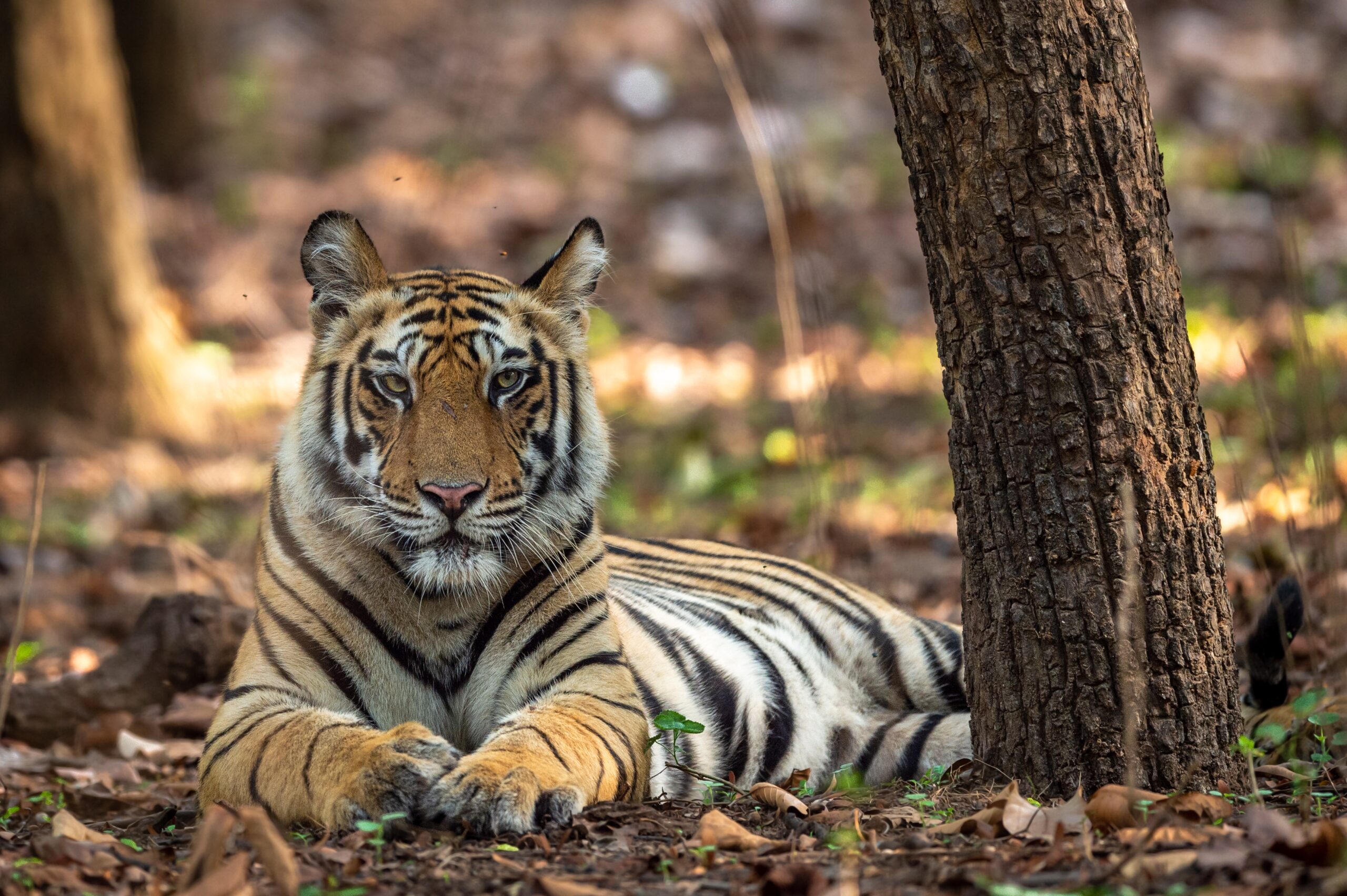 A beautiful tiger basks in sun-dappled shade beside a tree in New Delhi - Tigers and Temples - Women in Wildlife Photography