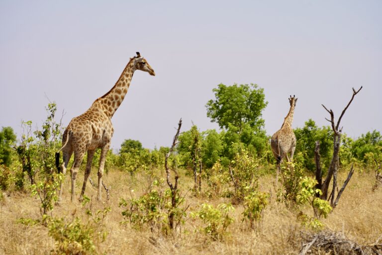 In the distance we see a group of giraffes walking in the wilderness - In the distance we see a group of giraffes walking in the wilderness - Wilderness of Southern Africa - Collette Travel