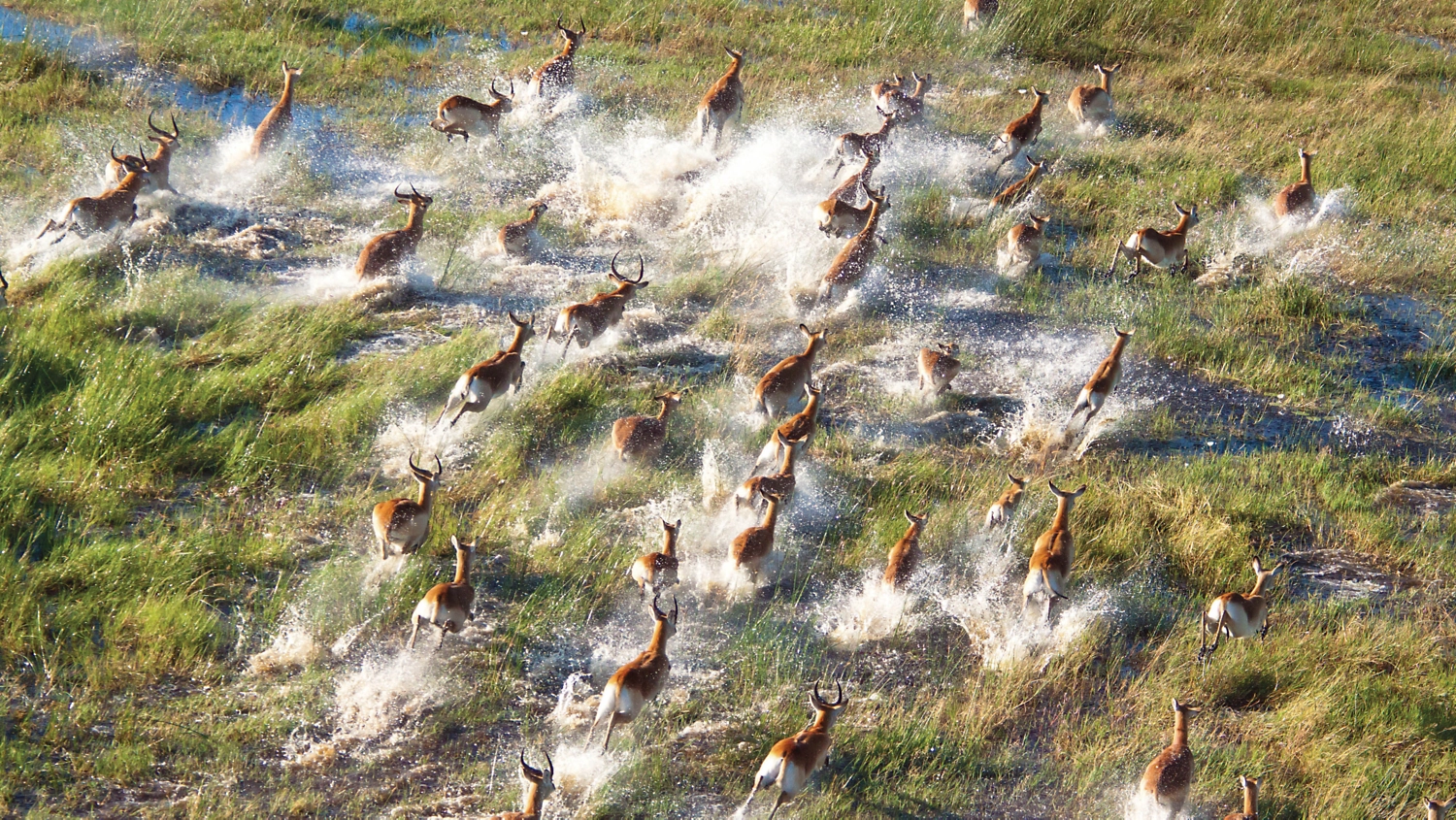 A herd of gazelle run through water and tall grass on safari - Zimbabwe, Zambia, Botswana OAT Overseas Adventure Travel