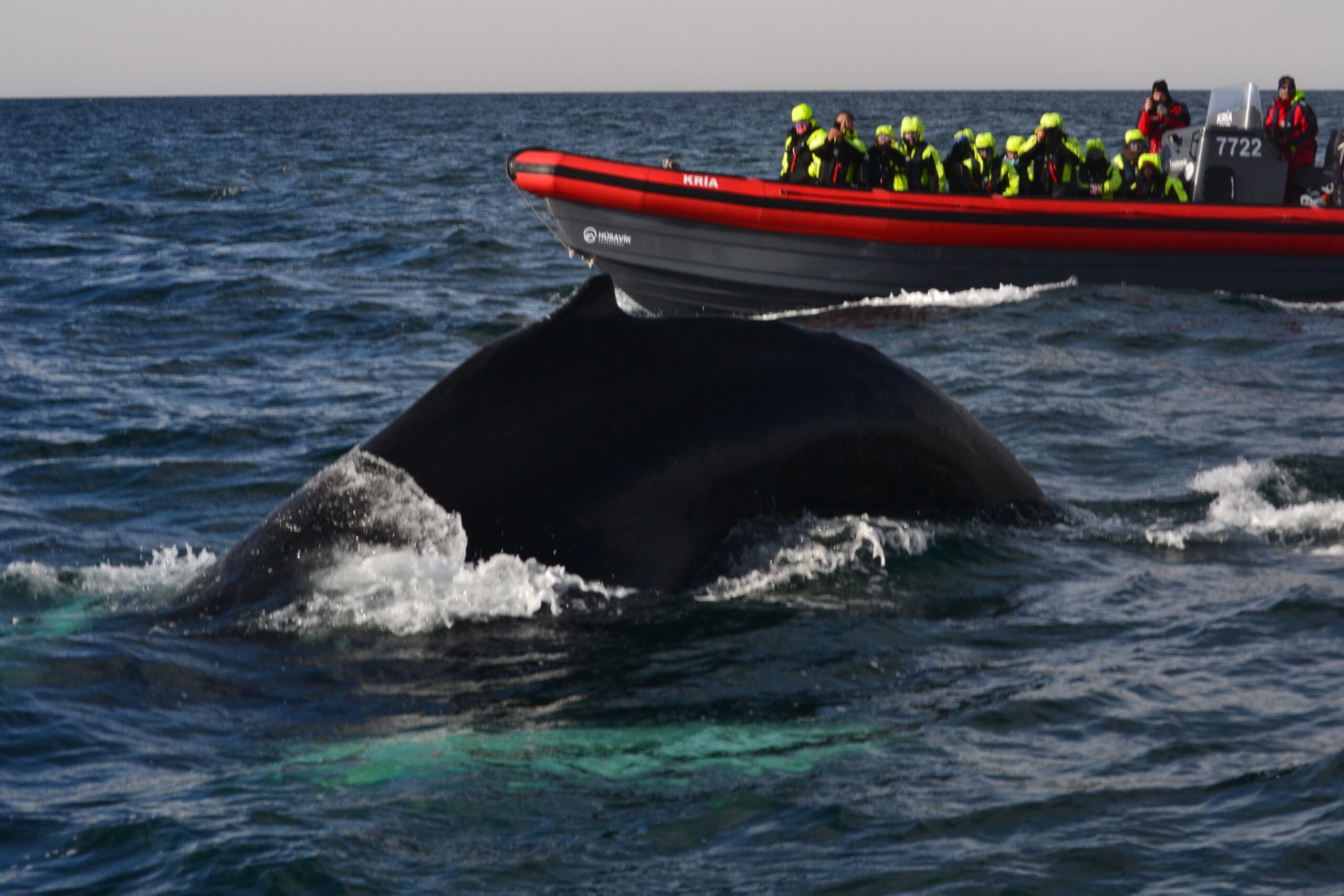 An orca whale crests the frigid water near whale watchers in a Zodiac. Icelandic Adventure - Collette Travel