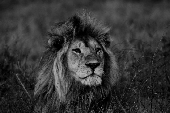 Black and white portrait of a lion in its habitat - Journey Women 30th Anniversary Safari: Immerse in wildlife & escape the crowd - Intent on Safari