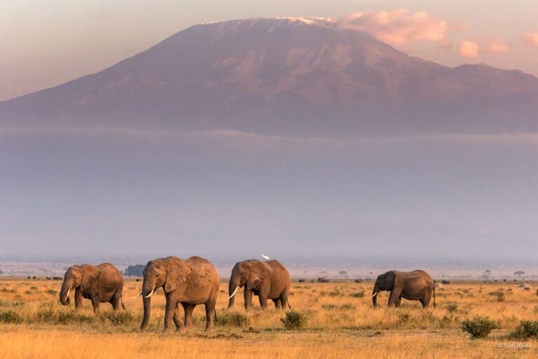Contemplating a herd of elephants with Mount Kilimanjaro in the background - Kenya - JourneyWomen 30th Anniversary Celebration World Tour - Rupi the Global Trotter