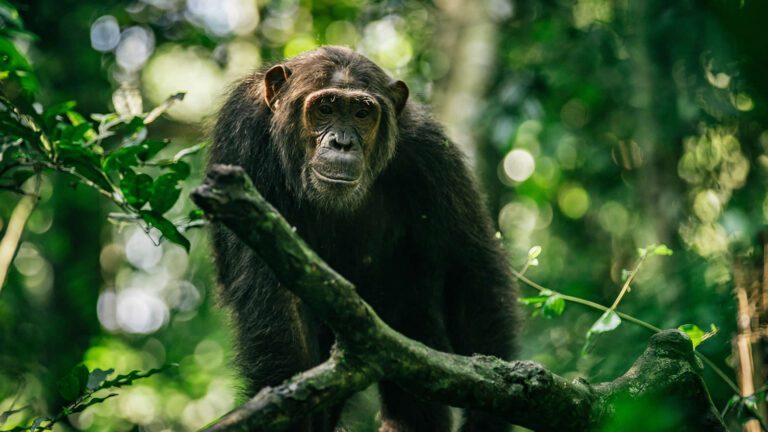 A triumphant chimpanzee perched high in the dense canopy of Kibale Forest, having successfully tracked and joined playful companions - Uganda on a Private Journey