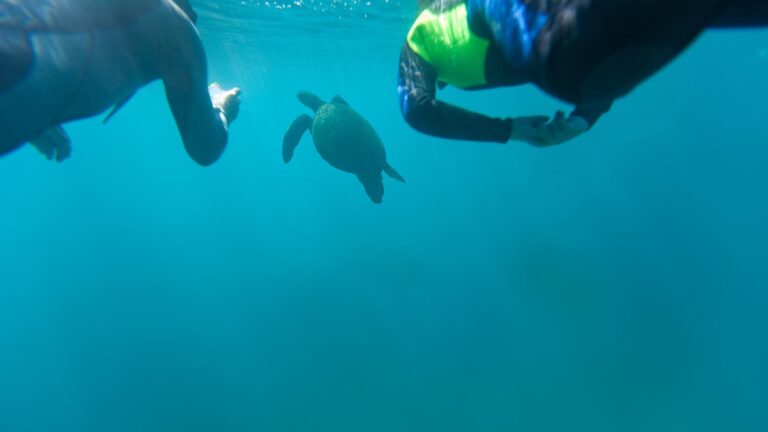 Two divers admiring a turtle