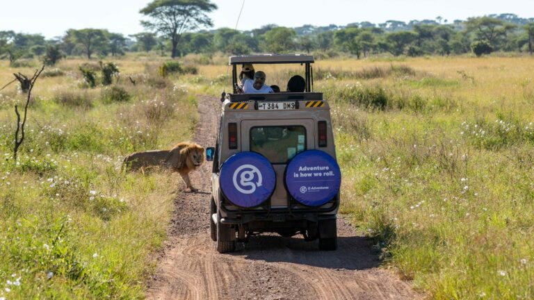 A 4x4 safari vehicle driving through the open savannah of Masai Mara National Reserve