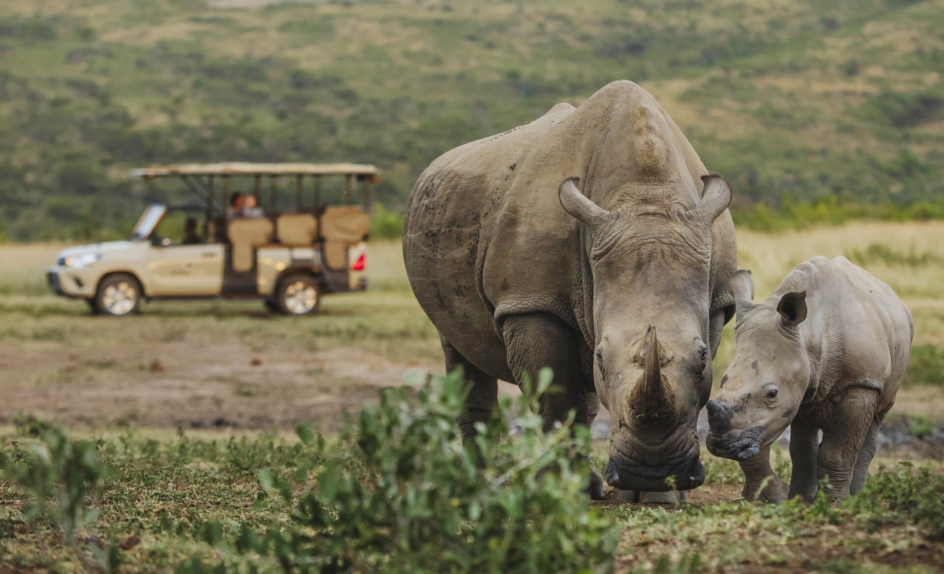 Two rhinos grazing in their natural habitat, a highlight of our conservation-focused trip - Journey With Purpose (JWP) South Africa 2025