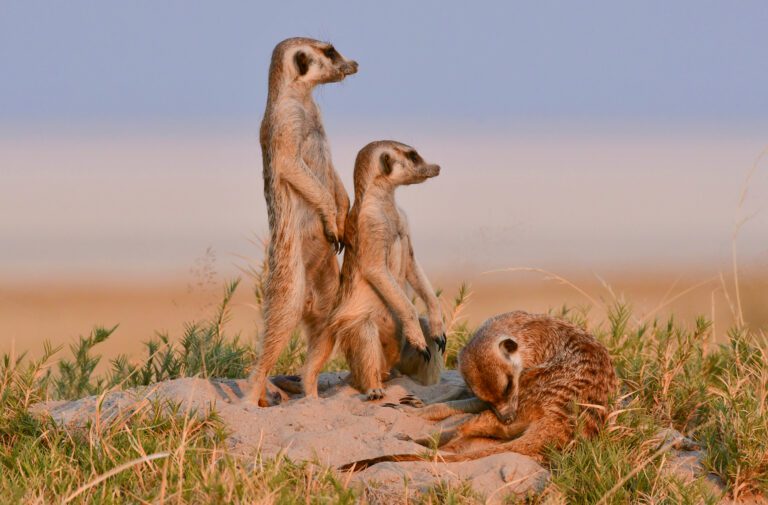 Botswana Wildlife Safari