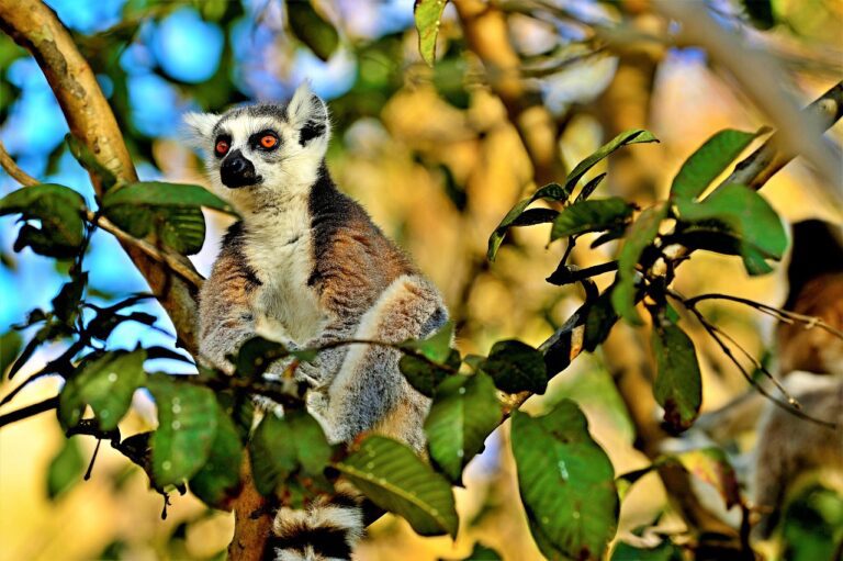Madagascar: The Lost Continent