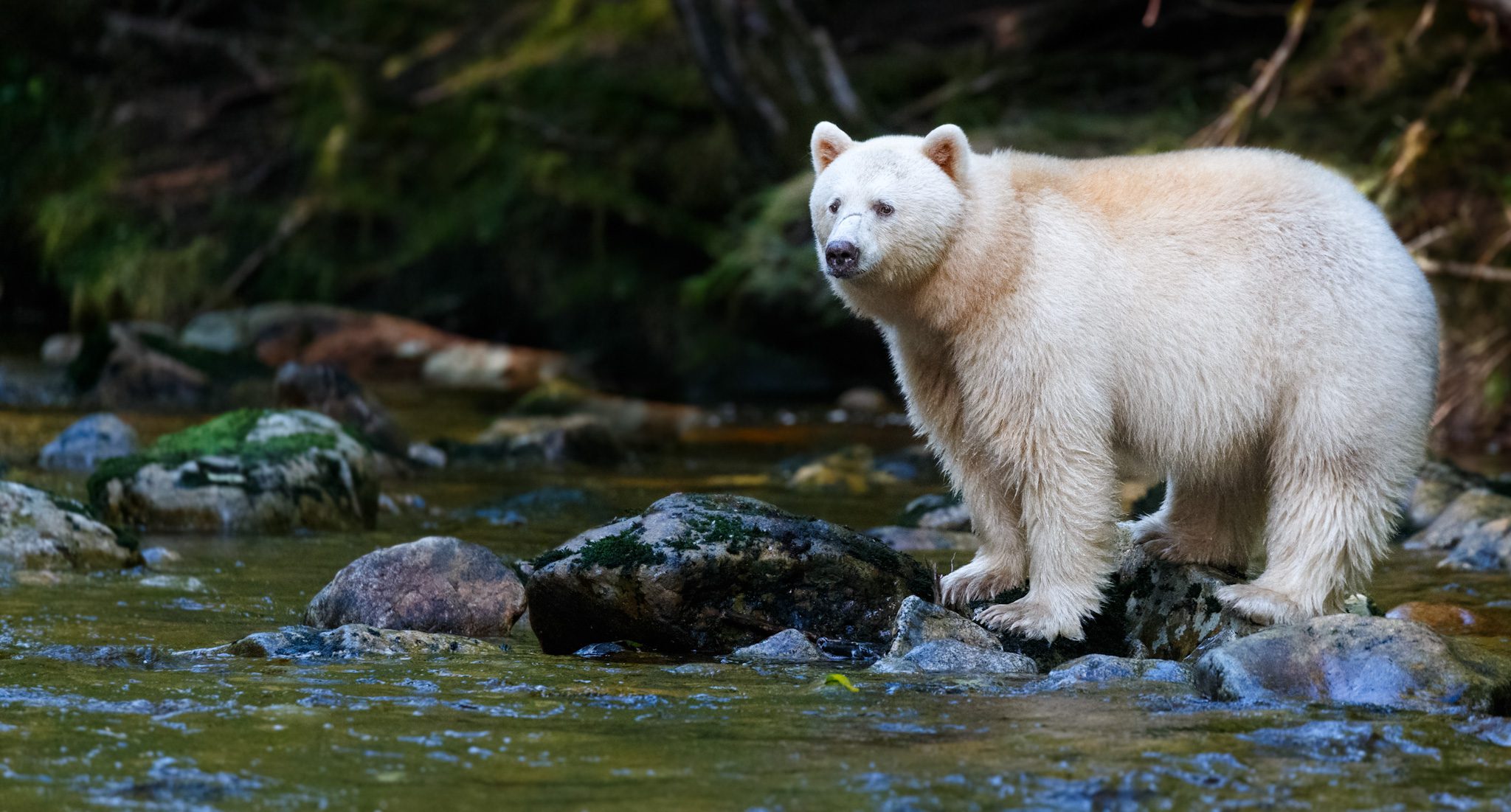 Great Bear Rainforest Sailing Adventure