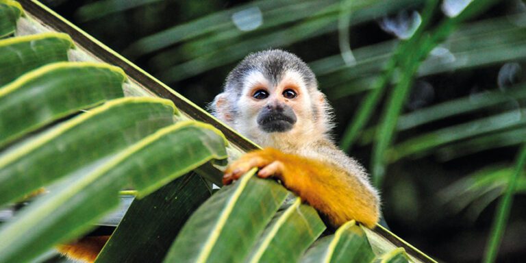 A curious monkey peers over a palm leaf. Meet wildlife on the Real Costa Rica tour with Just You.