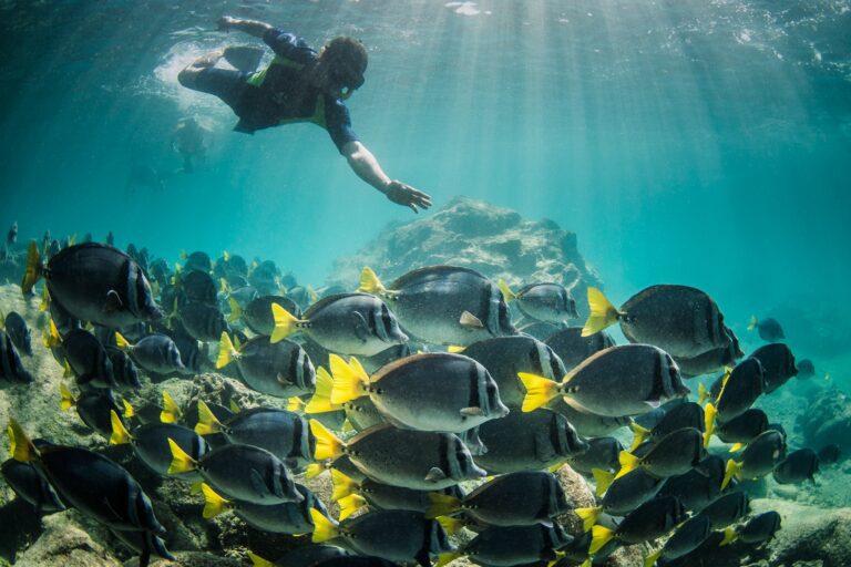 Model With Yellowtailed Surgeonfish (Prionurus laticlavius)
KT 004 Marcelo Knez
Bartolome
Galapagos
Ecuador
South America